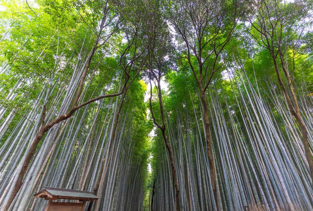 Arashiyama Bamboo Grove in Kyoto, Japan