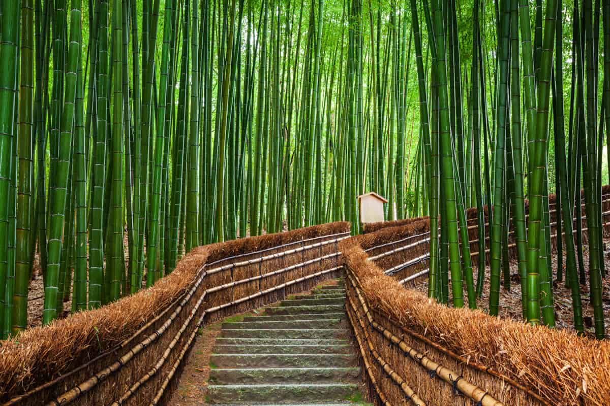 Arashiyama Bamboo Forest in Kyoto, Japan