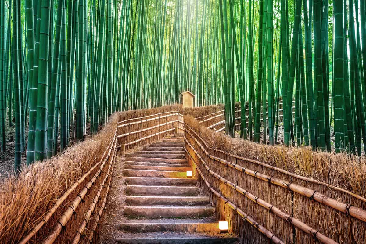 Arashiyama Bamboo Grove in Kyoto Japan