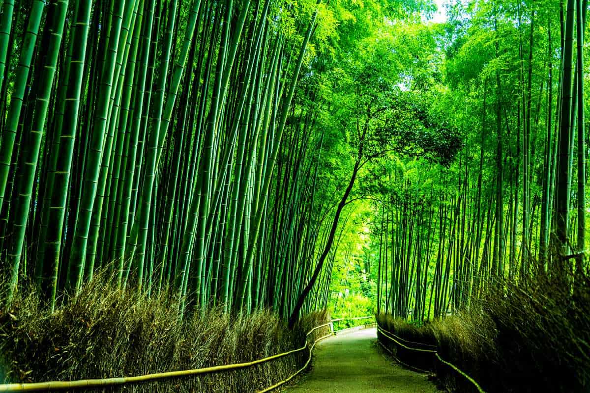 Arashiyama Bamboo Forest: A Magical Grove In Kyoto, Japan