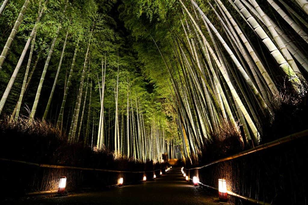 Arashiyama Bamboo Grove lit up at night