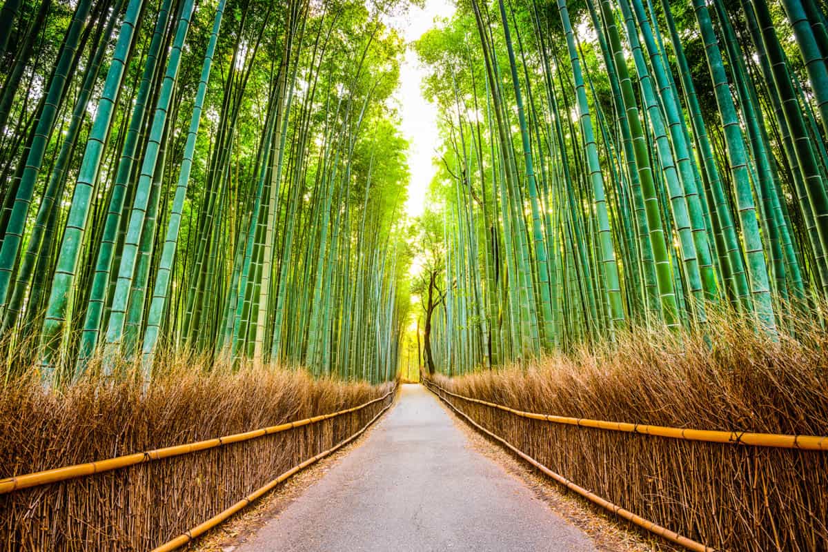 Arashiyama Bamboo Forest near Kyoto, Japan