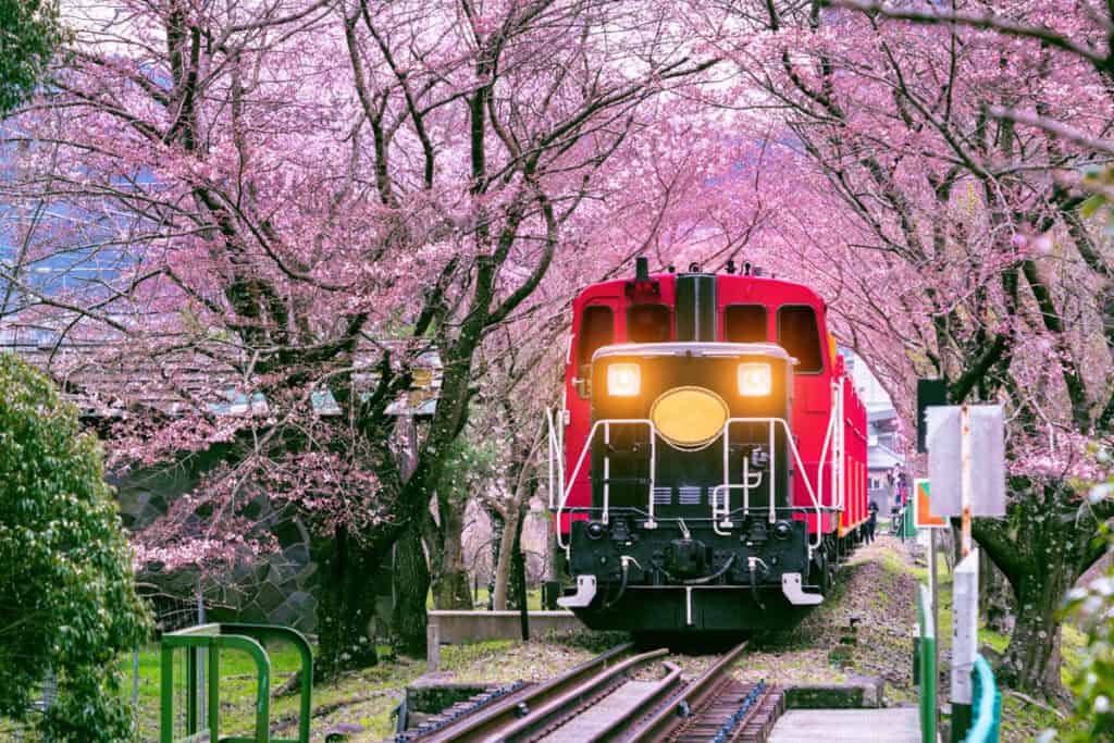 The Sagano Romantic Train in Kyoto, Japan, during cherry blossom season