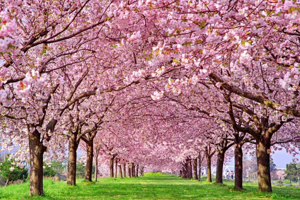 Cherry blossoms in bloom, Japan